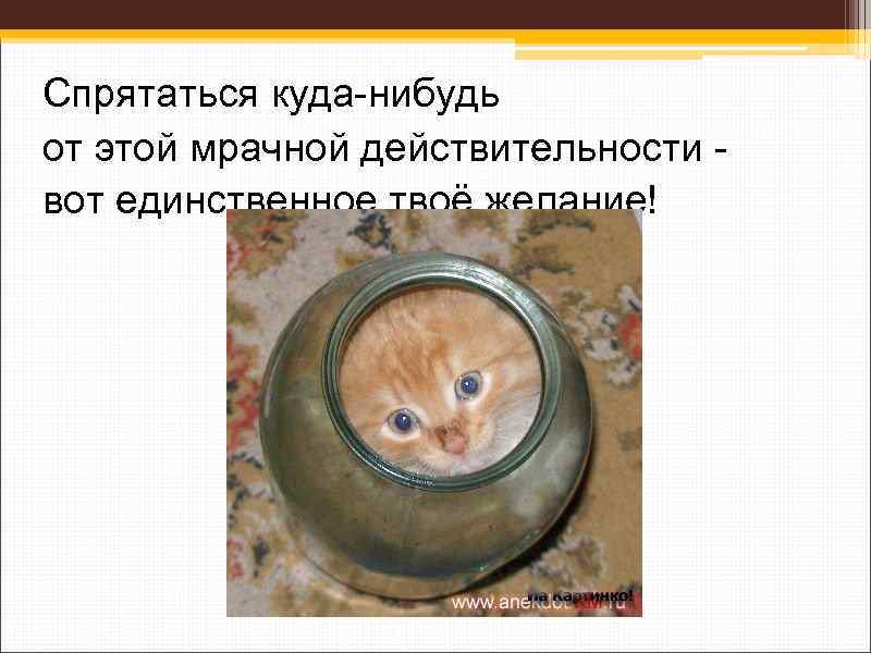  Спрятаться куда-нибудь от этой мрачной действительности - вот единственное твоё желание! 