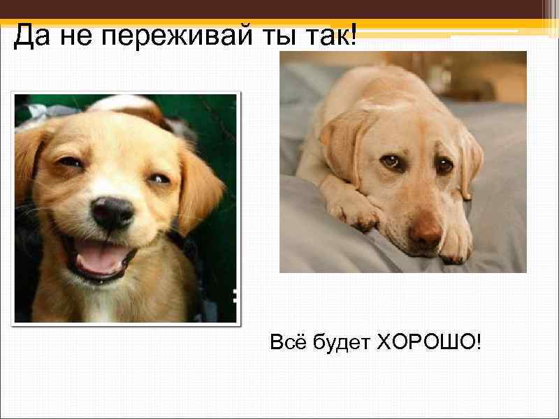 Да не переживай ты так! Всё будет ХОРОШО! 