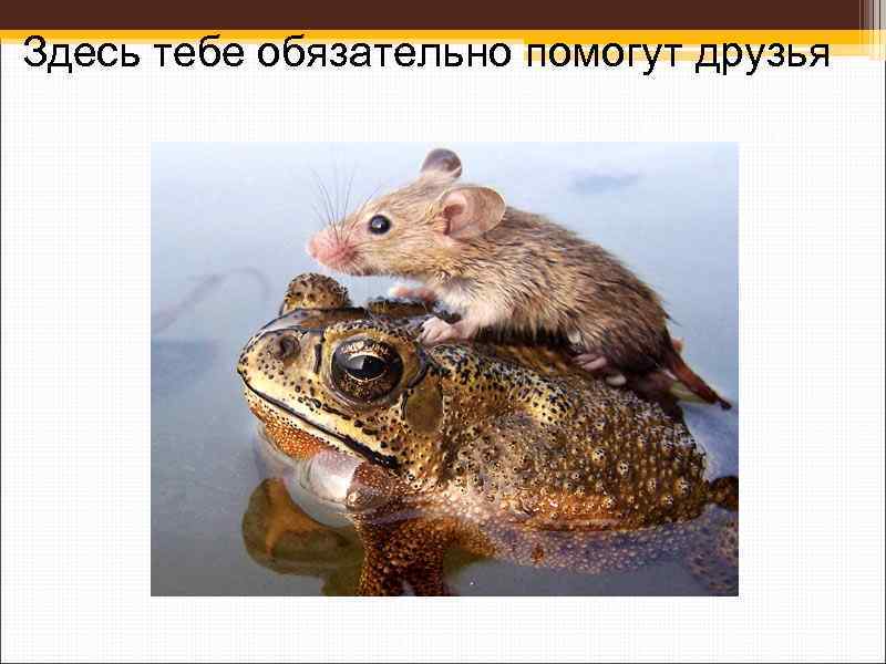 Здесь тебе обязательно помогут друзья 