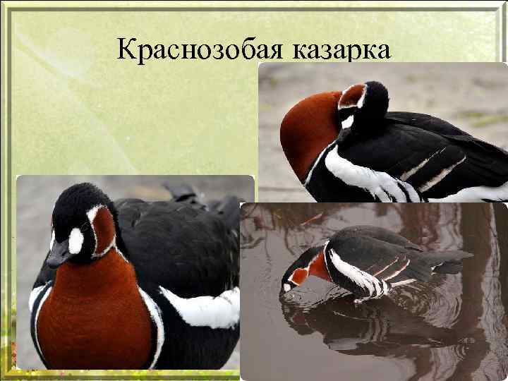 Краснозобая казарка 