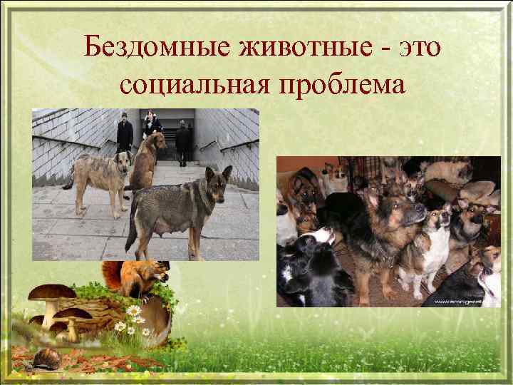 Бездомные животные - это социальная проблема 