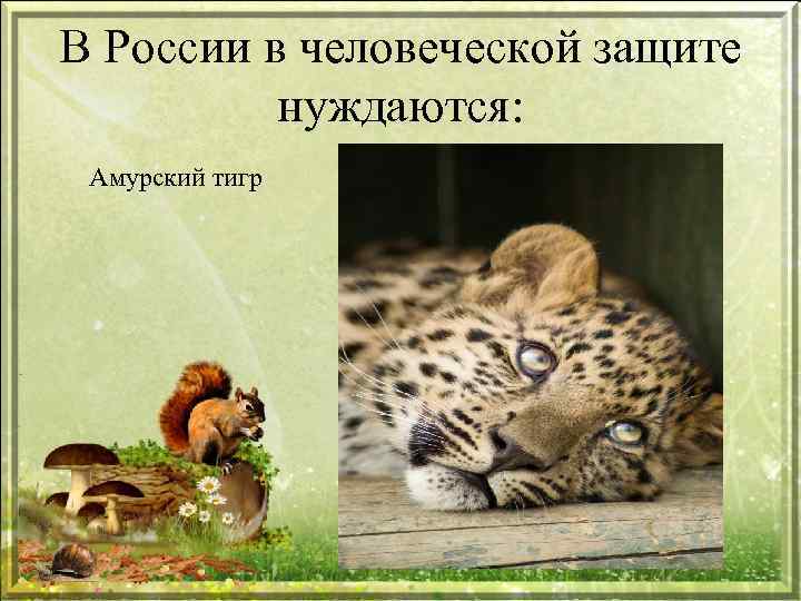 Какие животные нуждаются в охране