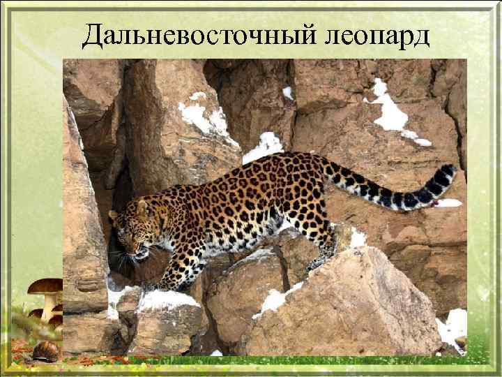 Дальневосточный леопард 