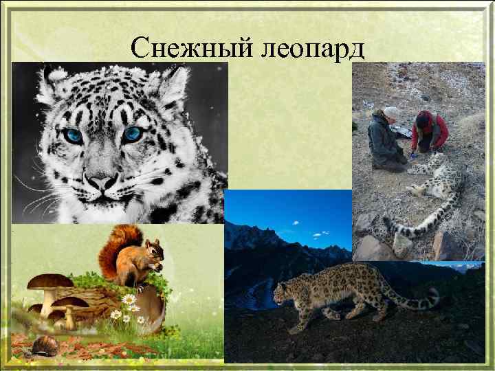 Снежный леопард 