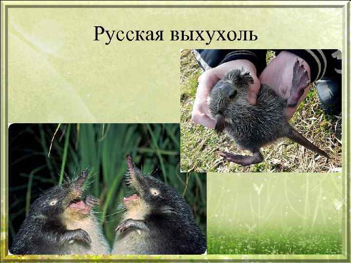 Русская выхухоль 
