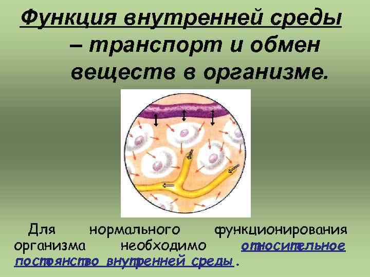 Функция внутренней среды – транспорт и обмен веществ в организме. Для нормального функционирования организма