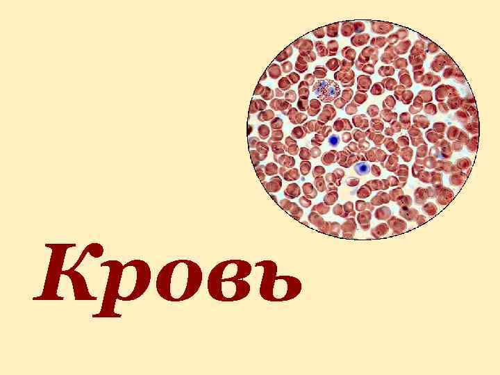 Кровь 