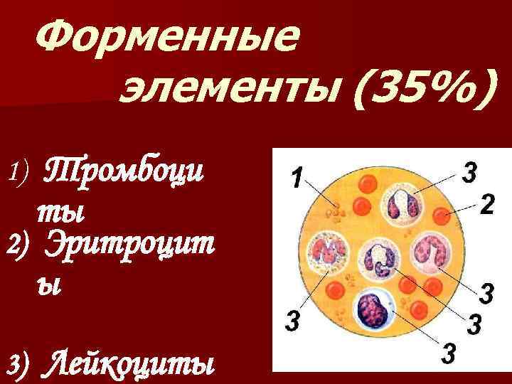 Форменные элементы (35%) Тромбоци ты 2) Эритроцит ы 1) 3) Лейкоциты 