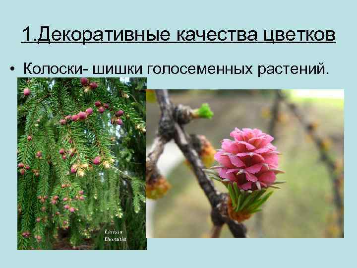 1. Декоративные качества цветков • Колоски- шишки голосеменных растений. 