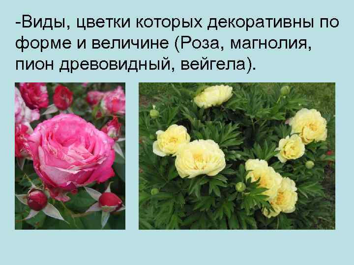 -Виды, цветки которых декоративны по форме и величине (Роза, магнолия, пион древовидный, вейгела). 