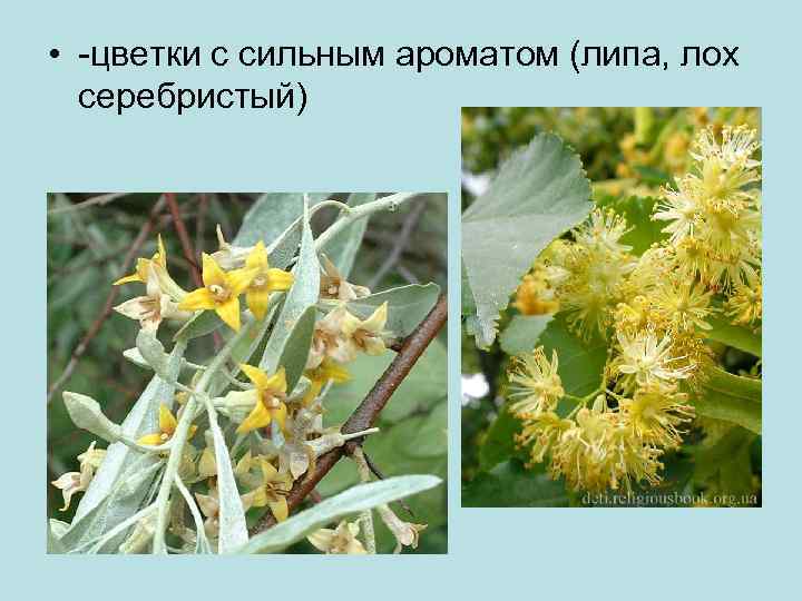  • -цветки с сильным ароматом (липа, лох серебристый) 