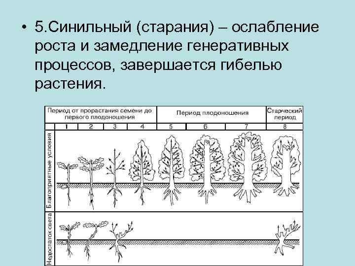  • 5. Синильный (старания) – ослабление роста и замедление генеративных процессов, завершается гибелью