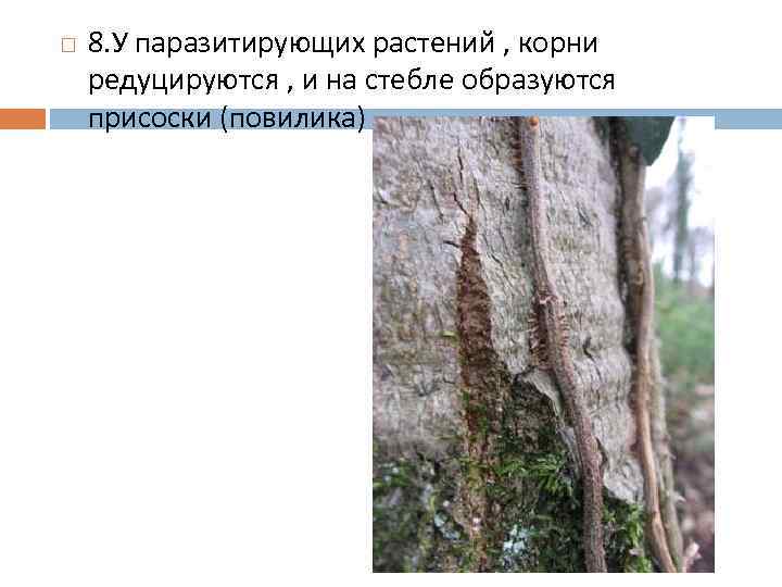  8. У паразитирующих растений , корни редуцируются , и на стебле образуются присоски