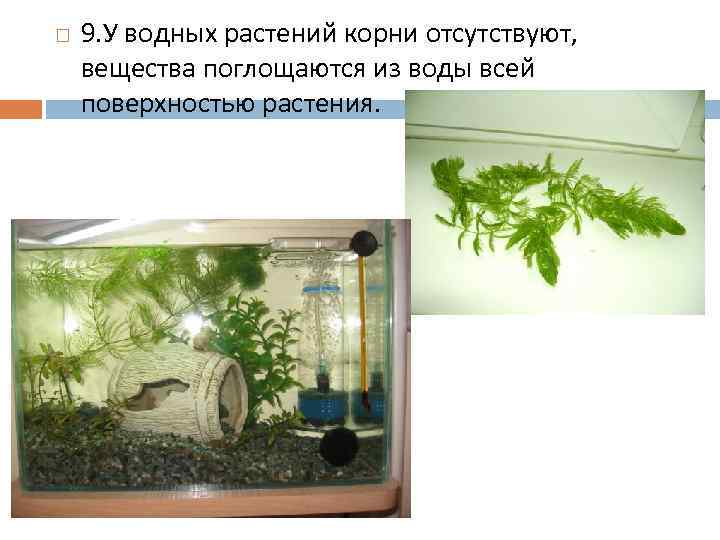  9. У водных растений корни отсутствуют, вещества поглощаются из воды всей поверхностью растения.