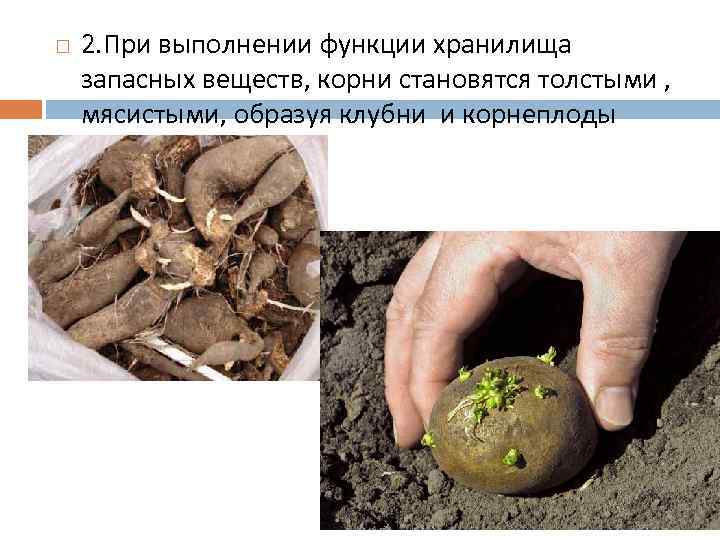  2. При выполнении функции хранилища запасных веществ, корни становятся толстыми , мясистыми, образуя