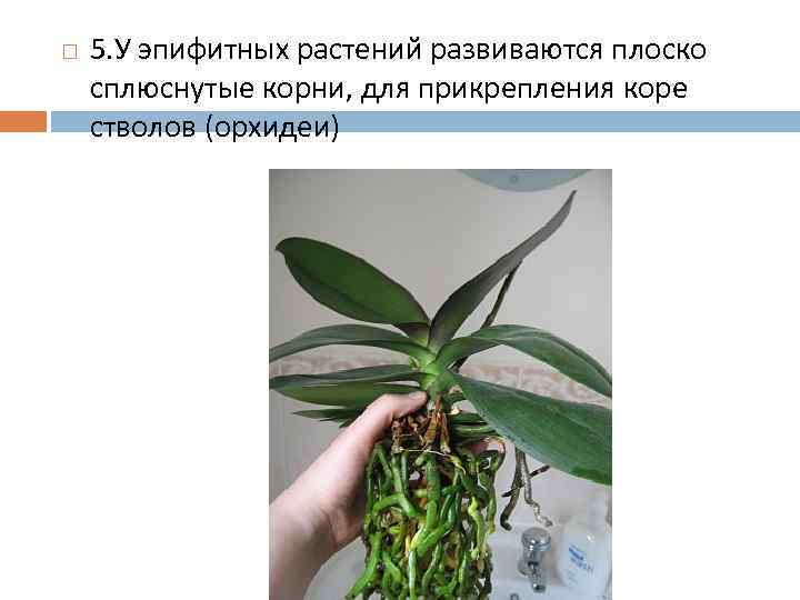 5. У эпифитных растений развиваются плоско сплюснутые корни, для прикрепления коре стволов (орхидеи)