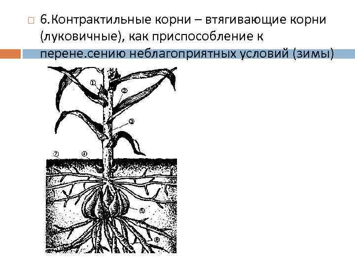Неотложный корень. Метаморфоз контрактильные корни. Контрактильные корни функции. Втягивающие корни. Втягивающие корни корни.