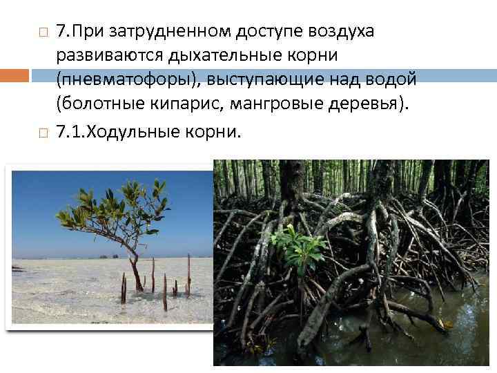  7. При затрудненном доступе воздуха развиваются дыхательные корни (пневматофоры), выступающие над водой (болотные