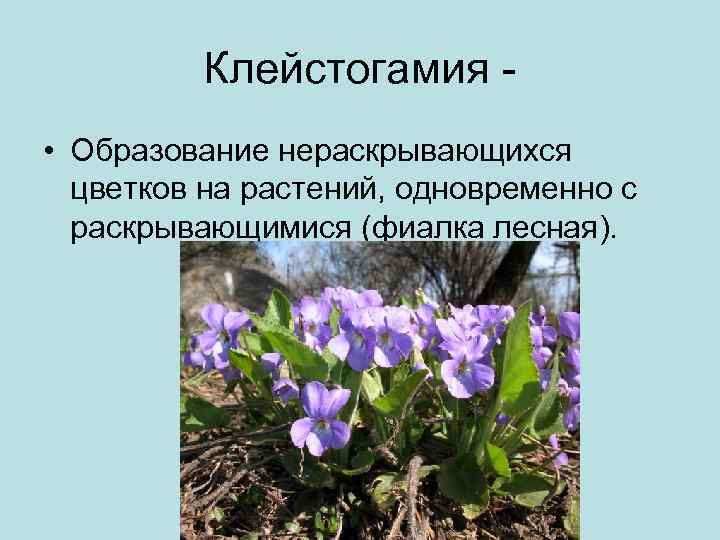 Клейстогамия • Образование нераскрывающихся цветков на растений, одновременно с раскрывающимися (фиалка лесная). 