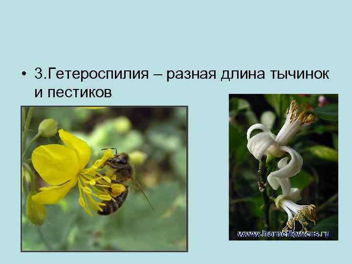  • 3. Гетероспилия – разная длина тычинок и пестиков 