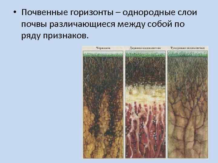  • Почвенные горизонты – однородные слои почвы различающиеся между собой по ряду признаков.