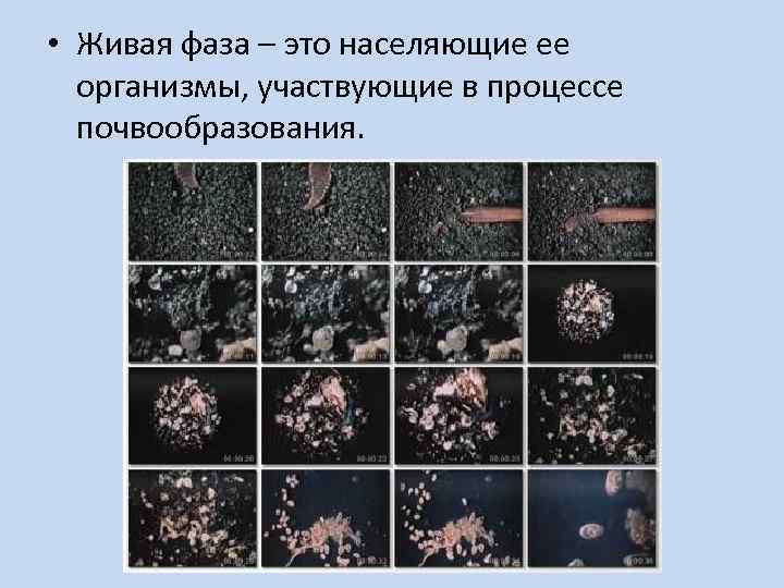  • Живая фаза – это населяющие ее организмы, участвующие в процессе почвообразования. 