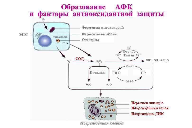 Образование АФК и факторы антиоксидантной защиты Ферменты митохондрий ЭПС Ферменты цитозоля Оксидазы Реакция Fenton