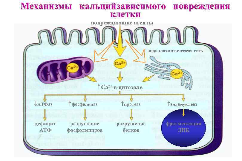 Механизмы кальцийзависимого повреждения клетки повреждающие агенты эндоплазматическая сеть Са 2+ в цитозоле АТФаз дефицит