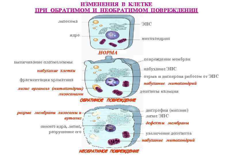 Изменение клеток. Механизмы повреждения мембранных структур клетки. Признаки обратимого повреждения клетки. Изменения в клетке при обратимом повреждении. Обратимые повреждения клеток механизмы.