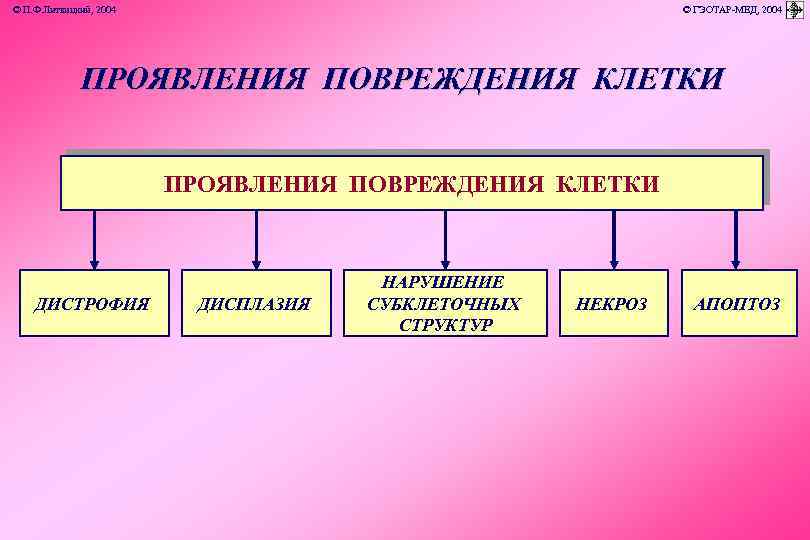 © П. Ф. Литвицкий, 2004 © ГЭОТАР-МЕД, 2004 ПРОЯВЛЕНИЯ ПОВРЕЖДЕНИЯ КЛЕТКИ ДИСТРОФИЯ ДИСПЛАЗИЯ НАРУШЕНИЕ