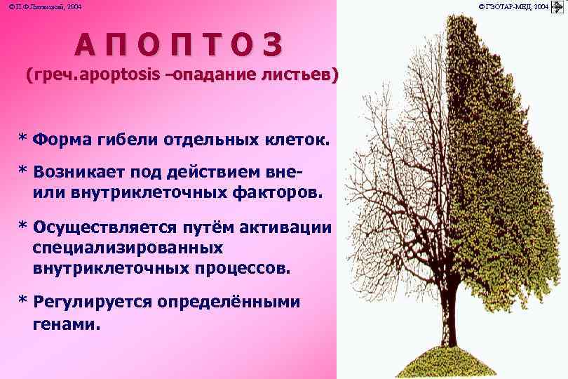 © П. Ф. Литвицкий, 2004 © ГЭОТАР-МЕД, 2004 АПОПТОЗ (греч. apoptosis – опадание листьев)