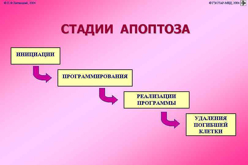 © П. Ф. Литвицкий, 2004 © ГЭОТАР-МЕД, 2004 СТАДИИ АПОПТОЗА ИНИЦИАЦИИ ПРОГРАММИРОВАНИЯ РЕАЛИЗАЦИИ ПРОГРАММЫ