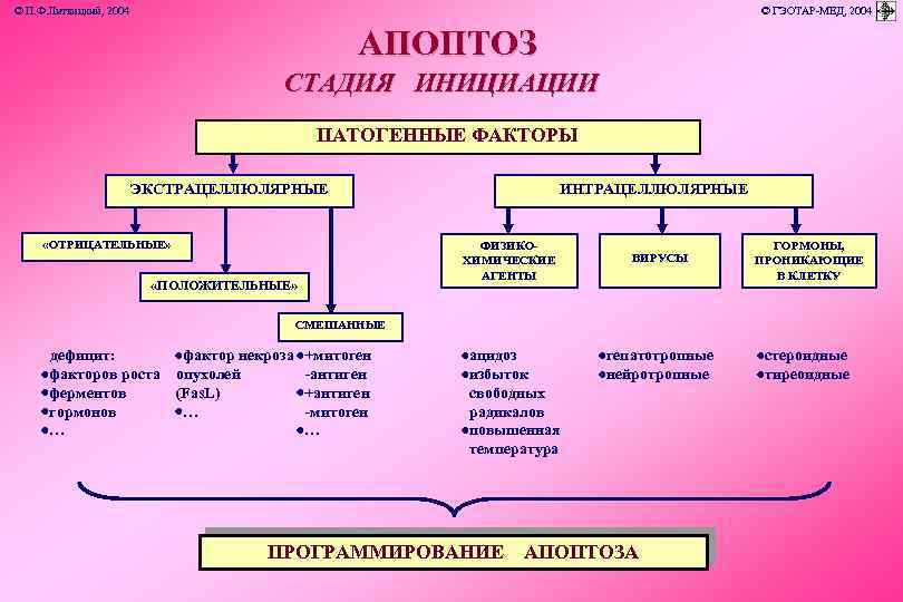 © П. Ф. Литвицкий, 2004 © ГЭОТАР-МЕД, 2004 АПОПТОЗ СТАДИЯ ИНИЦИАЦИИ ПАТОГЕННЫЕ ФАКТОРЫ ЭКСТРАЦЕЛЛЮЛЯРНЫЕ