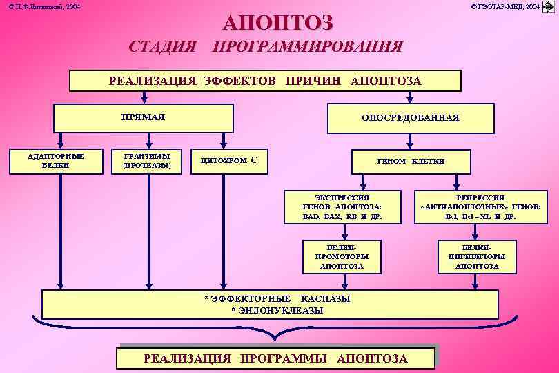 © П. Ф. Литвицкий, 2004 © ГЭОТАР-МЕД, 2004 АПОПТОЗ СТАДИЯ ПРОГРАММИРОВАНИЯ РЕАЛИЗАЦИЯ ЭФФЕКТОВ ПРИЧИН