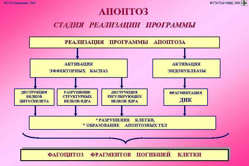 © П. Ф. Литвицкий, 2004 © ГЭОТАР-МЕД, 2004 АПОПТОЗ СТАДИЯ РЕАЛИЗАЦИИ ПРОГРАММЫ РЕАЛИЗАЦИЯ ПРОГРАММЫ