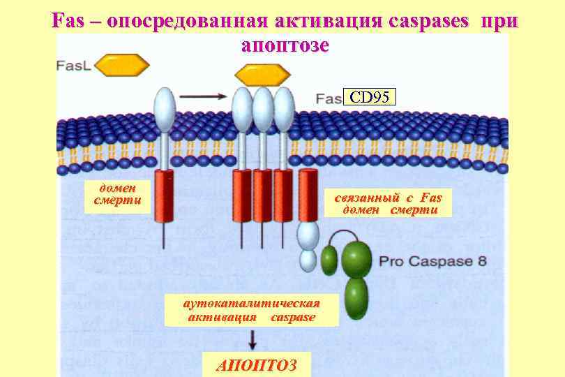 Fas – опосредованная активация caspases при апоптозе CD 95 домен смерти связанный с Fas