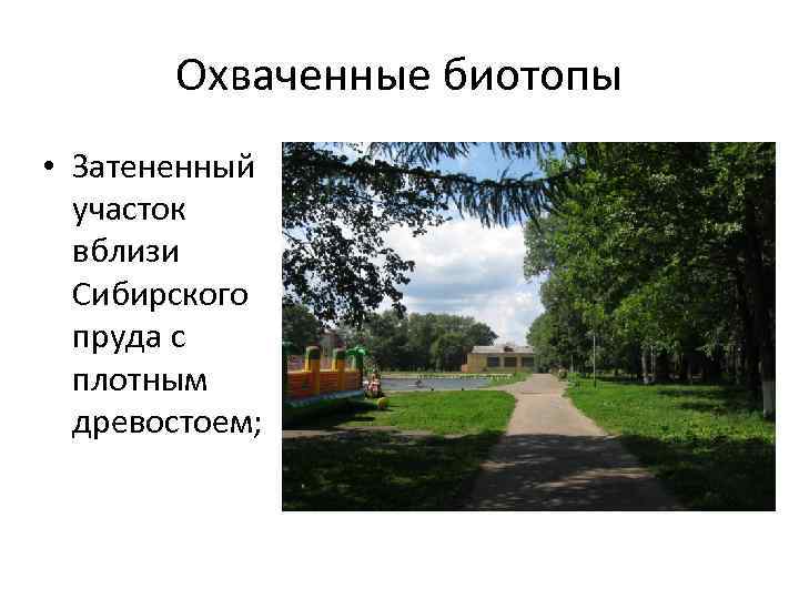 Охваченные биотопы • Затененный участок вблизи Сибирского пруда с плотным древостоем; 