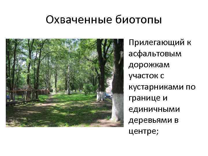 Охваченные биотопы • Прилегающий к асфальтовым дорожкам участок с кустарниками по границе и единичными