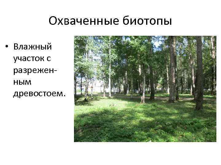 Охваченные биотопы • Влажный участок с разреженным древостоем. 