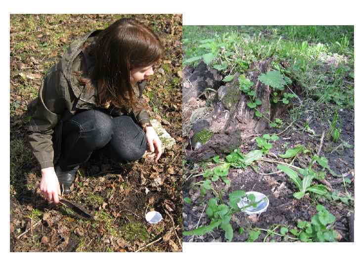 Методика сбора • Ручной сбор в дневное время • В 2012 -2013 году применялась