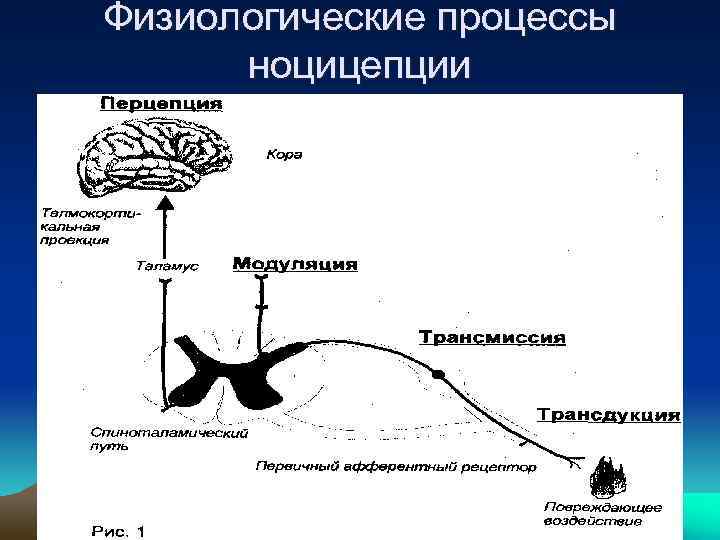 Физиологические процессы ноцицепции 