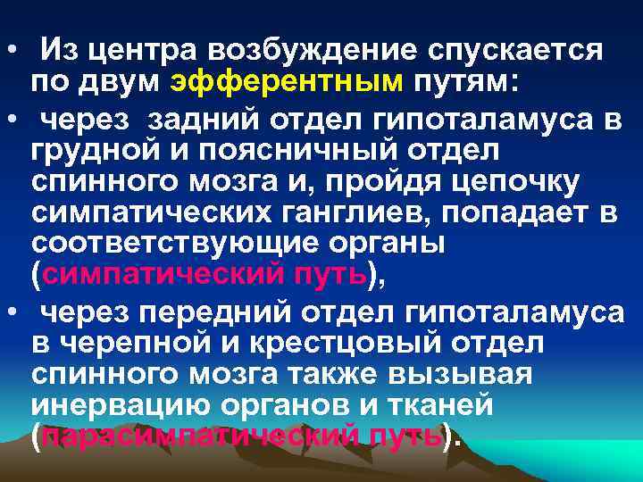  • Из центра возбуждение спускается по двум эфферентным путям: • через задний отдел
