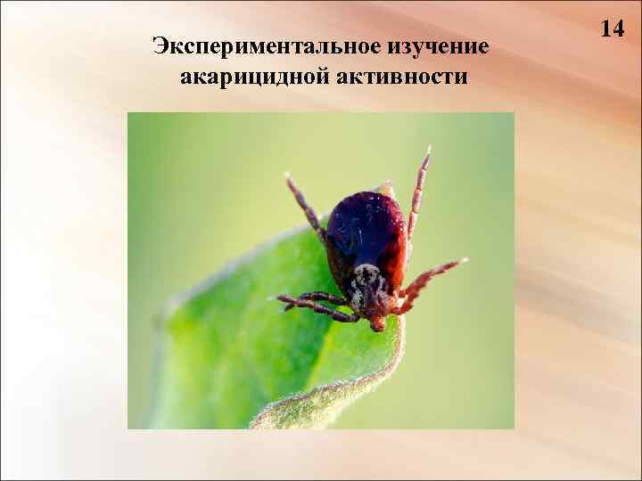 Экспериментальное изучение акарицидной активности 14 