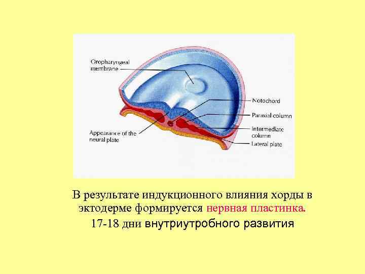 В результате индукционного влияния хорды в эктодерме формируется нервная пластинка. 17 -18 дни внутриутробного