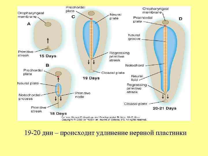 19 -20 дни – происходит удлинение нервной пластинки 