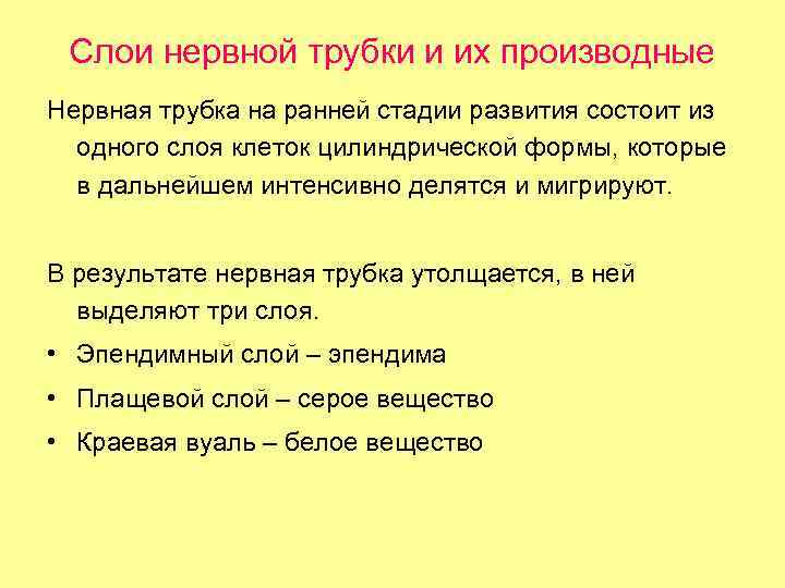 Слои нервной трубки и их производные Нервная трубка на ранней стадии развития состоит из