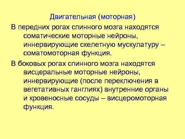 Двигательная (моторная) В передних рогах спинного мозга находятся соматические моторные нейроны, иннервирующие скелетную мускулатуру