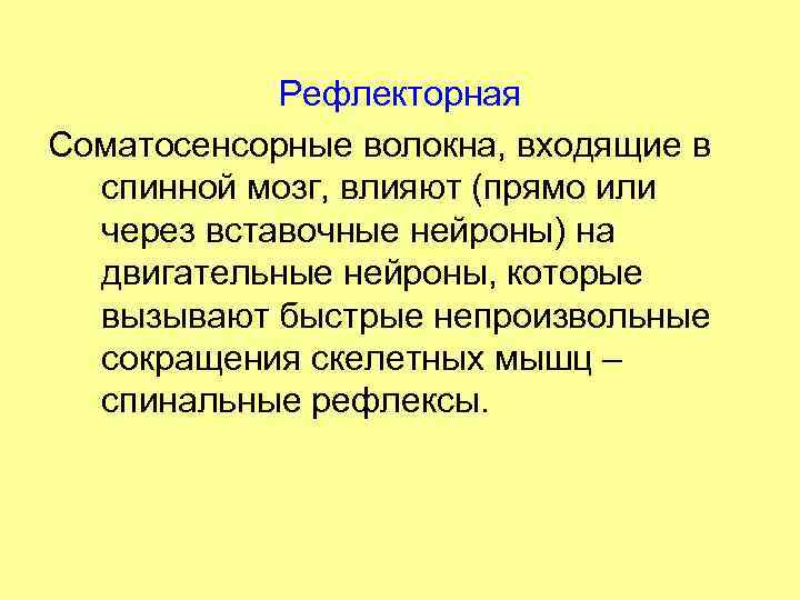 Рефлекторная Соматосенсорные волокна, входящие в спинной мозг, влияют (прямо или через вставочные нейроны) на