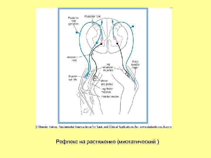 Рефлекс на растяжение (миотатический ) 