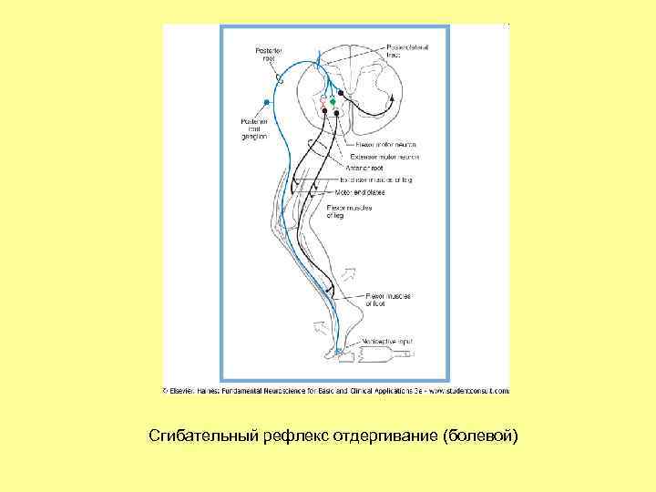 Сгибательный рефлекс отдергивание (болевой) 